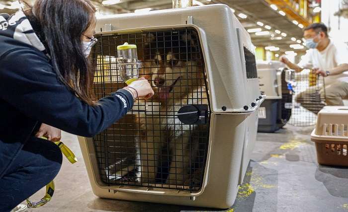 How To Transport Your Pets Abroad? How To Transport Your Pets Abroad
